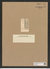 Hemiaulus malleolus Pant. (de-Toni-Nr.: Genus 117, Species 3381) Zeichnungen Sammlung Grunow Nr. 6797 (NHMW-BOT-W0375638)